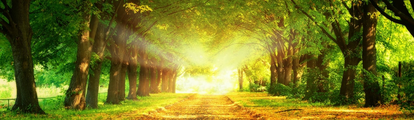 hero image sun setting in forest